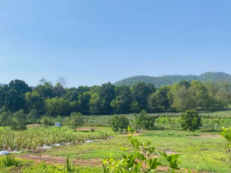 Huge Property 5 Rai 2 Ngan Land with 2-Bedroom House - Huge property 1 house