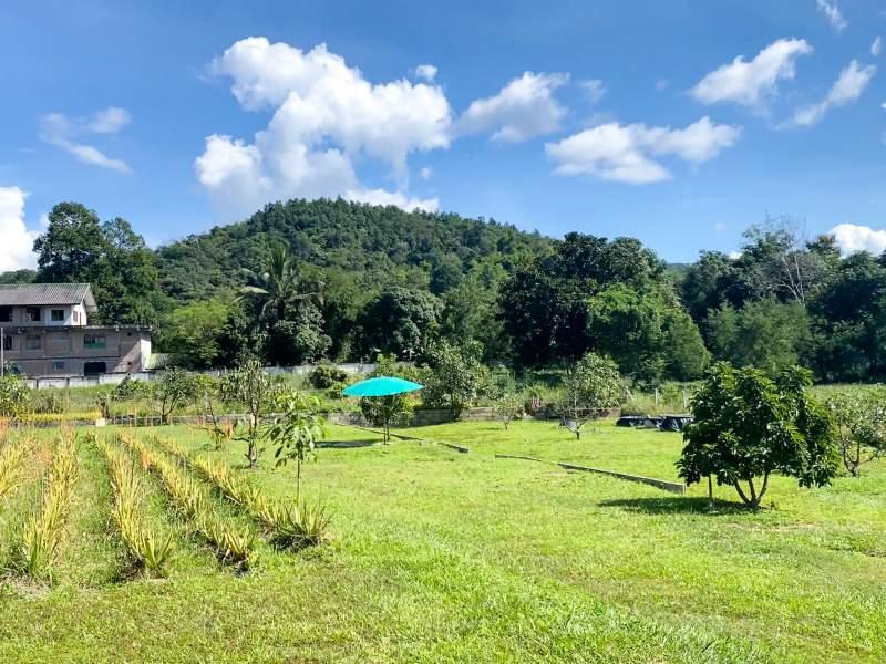 Huge Property 5 Rai 2 Ngan Land with 2-Bedroom House - Huge property 1 house