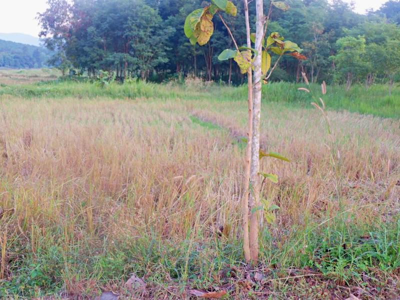 Land for Sale in Huai Sak, Chiang Rai - land for sale chiangrai