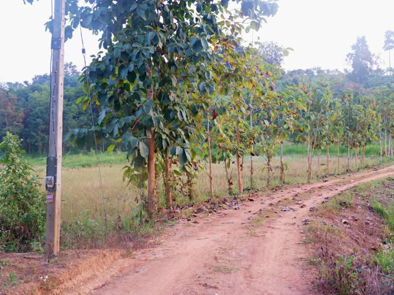 Land for Sale in Huai Sak, Chiang Rai - land for sale chiangrai