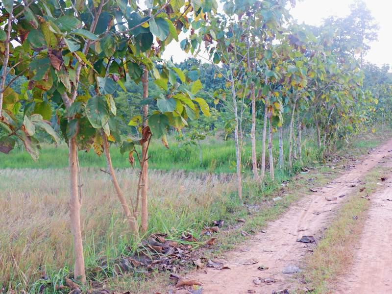 Land for Sale in Huai Sak, Chiang Rai - land for sale chiangrai