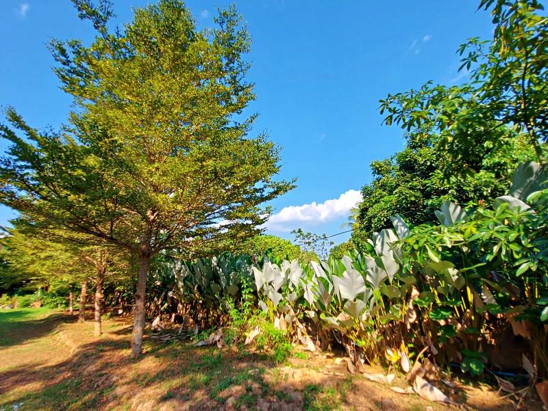 Unique 2-House Property Near Chiang Rai City Center – Ideal for Development - 3 houses for sell in chiangrai