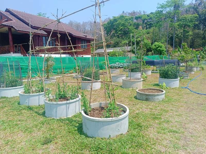 1,600 SqM Sustainable Farm for Sale in Mae Chan, Chiang Rai - Ideal for Ecological Farming - Image# 4