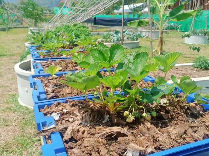 1,600 SqM Sustainable Farm for Sale in Mae Chan, Chiang Rai - Ideal for Ecological Farming - Image# 9