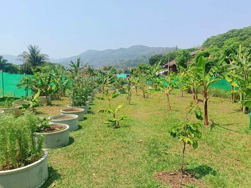 1,600 SqM Sustainable Farm for Sale in Mae Chan, Chiang Rai - Ideal for Ecological Farming - Image# 10
