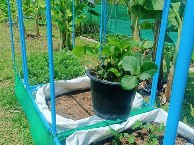 1,600 SqM Sustainable Farm for Sale in Mae Chan, Chiang Rai - Ideal for Ecological Farming - Image# 11