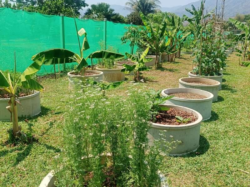 1,600 SqM Sustainable Farm for Sale in Mae Chan, Chiang Rai - Ideal for Ecological Farming - Image# 12