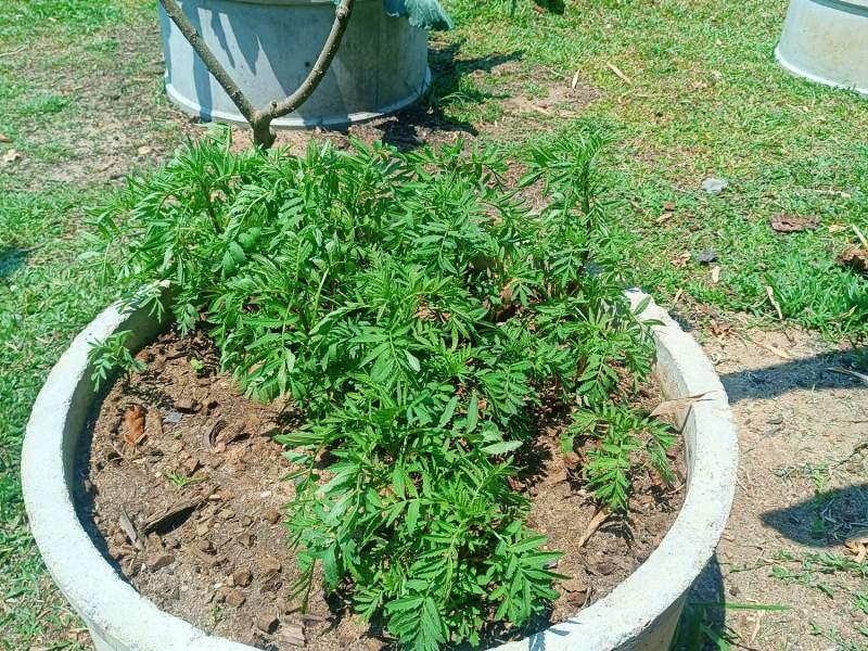 1,600 SqM Sustainable Farm for Sale in Mae Chan, Chiang Rai - Ideal for Ecological Farming - Image# 13