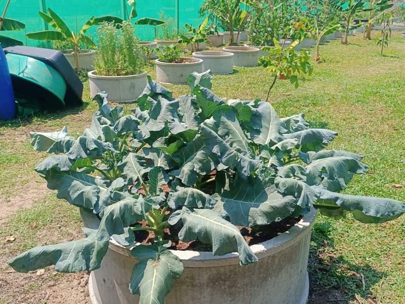 1,600 SqM Sustainable Farm for Sale in Mae Chan, Chiang Rai - Ideal for Ecological Farming - Image# 14